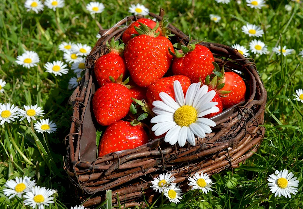 Basket with fruit