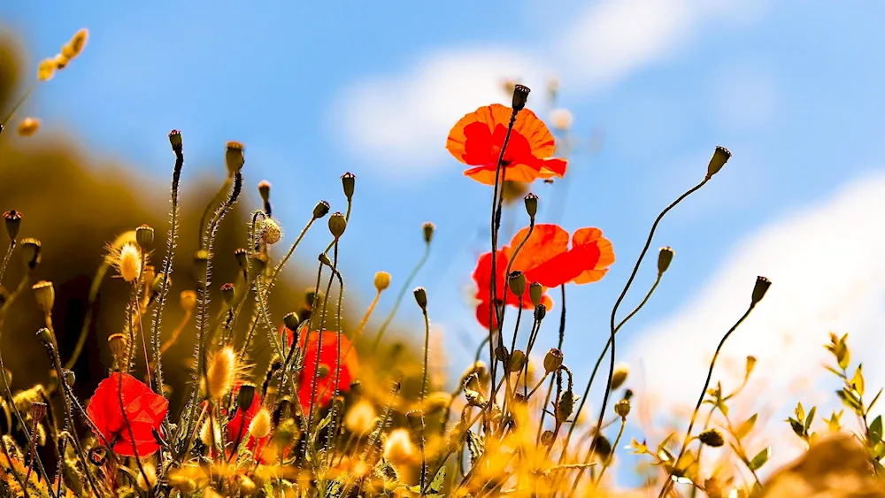 Summer flowers