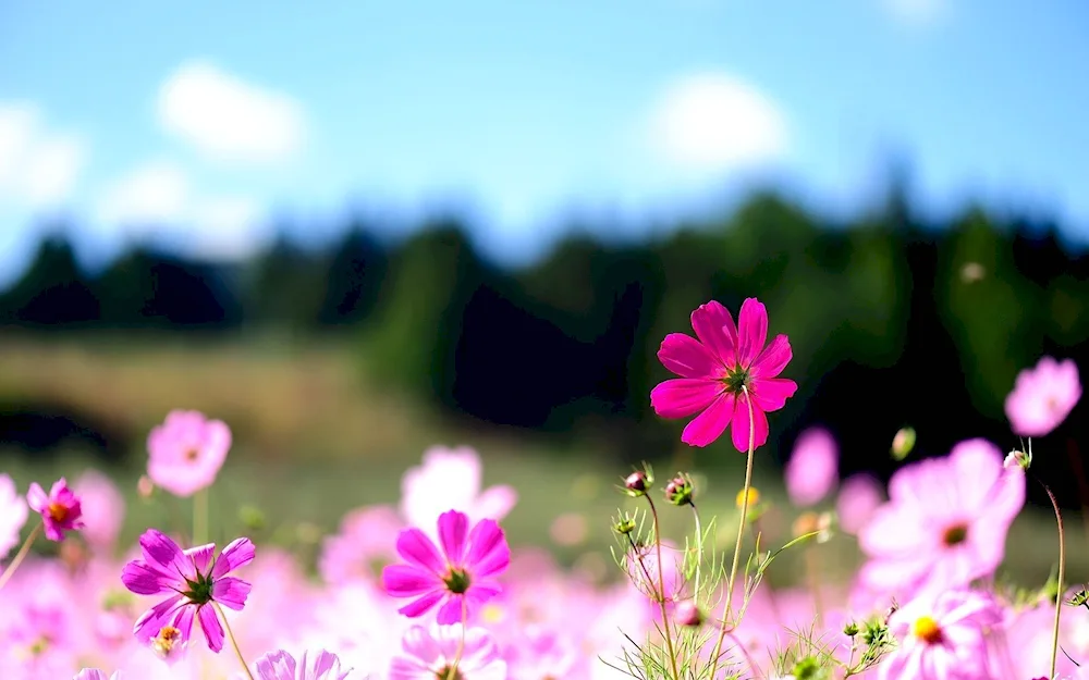 Summer flowers