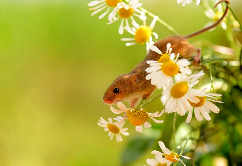 Summer animals