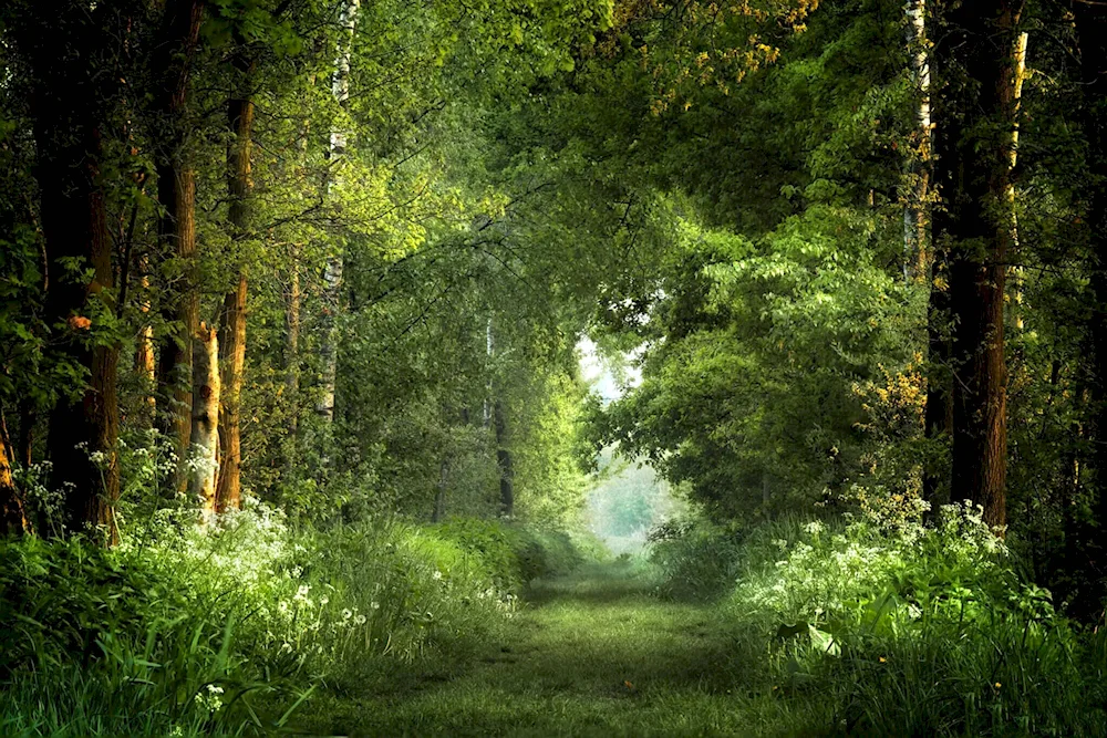 Growing forest trail