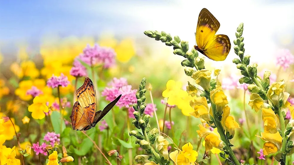 Summer butterflies