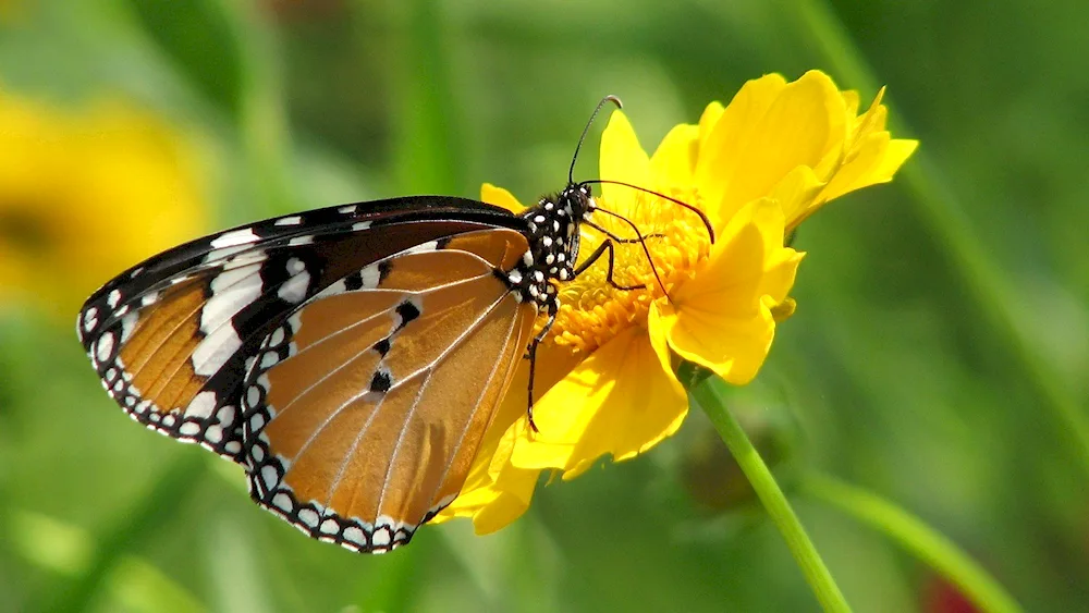 Summer butterflies