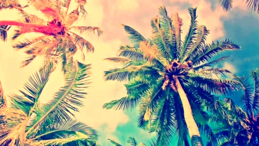 Summer palm trees