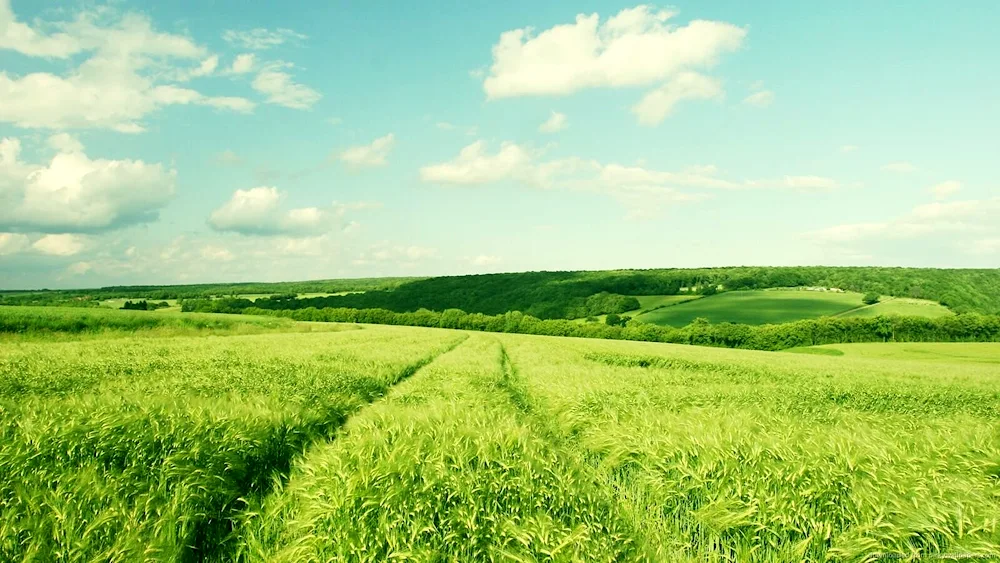 Summer in the village hayfields