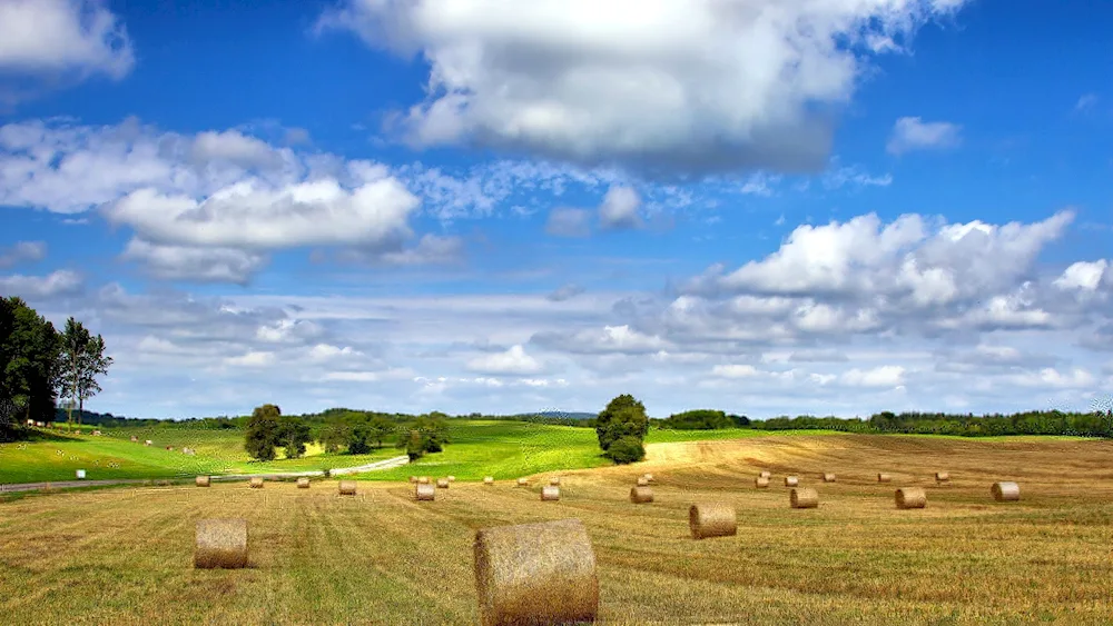 Summer in the village hayfields