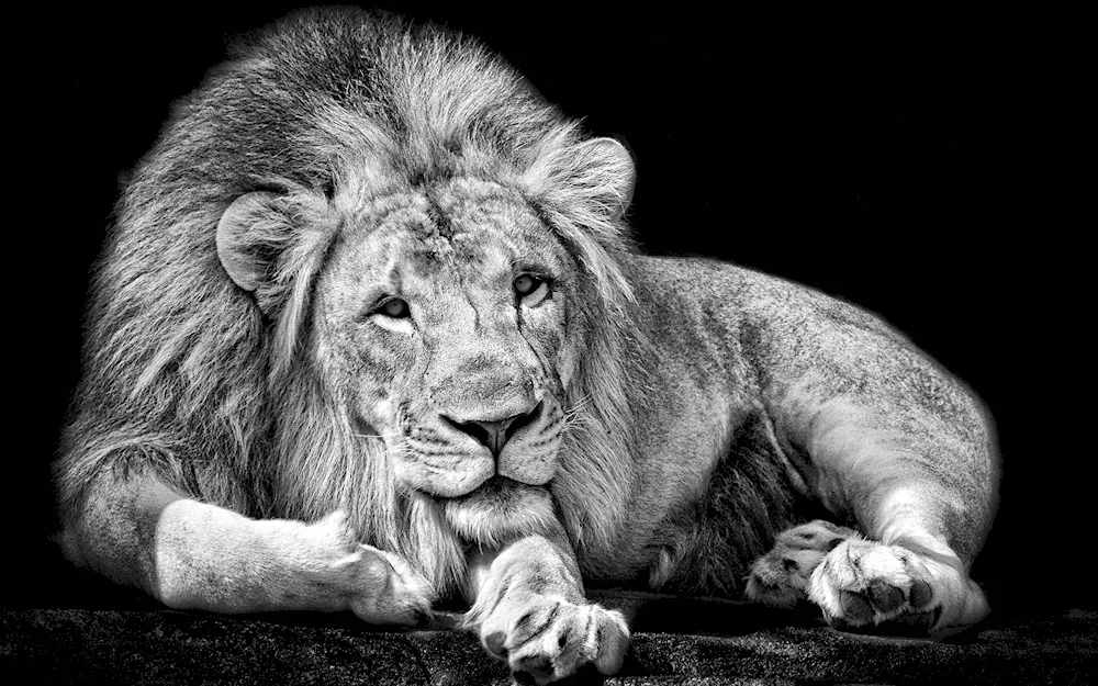 Lion