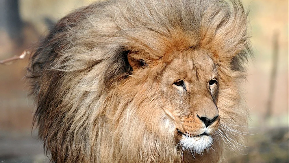 Lion
