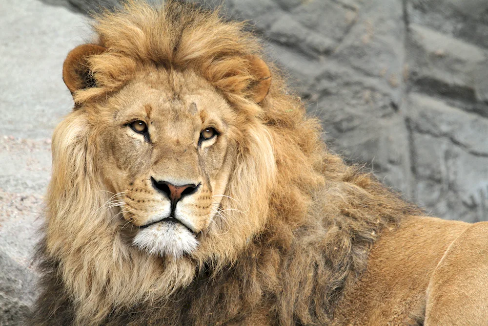 Lion's mane