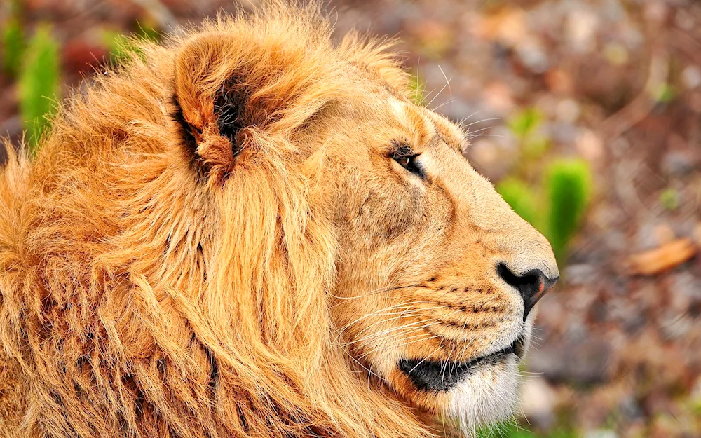 Lion