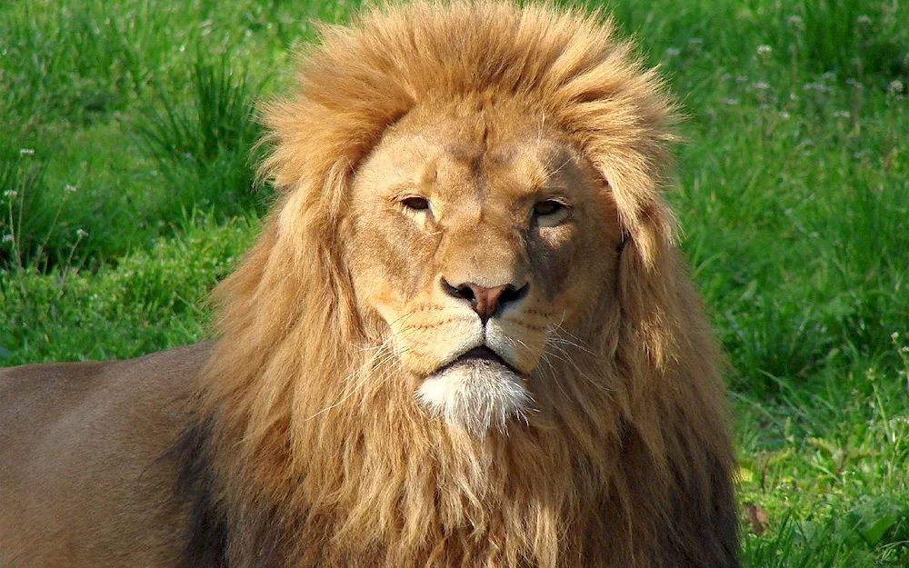 Dwarf Lion