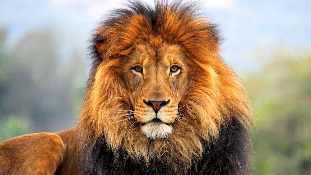 Lion animals