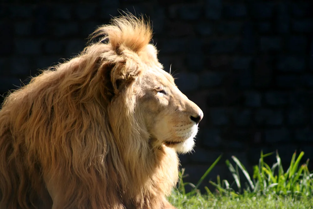 Lion from Guangzhou Zoo