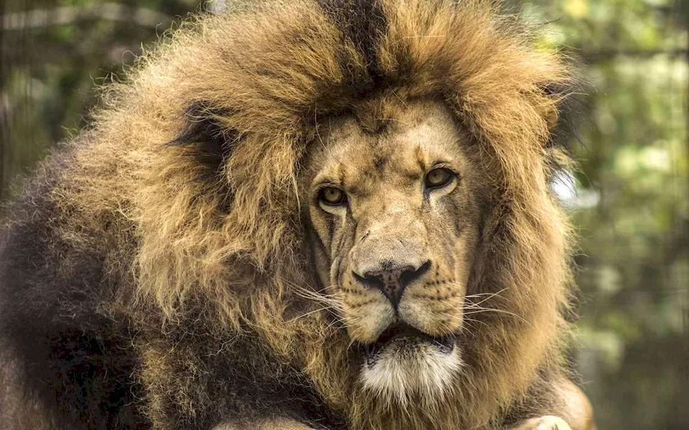 Lion with a hairstyle