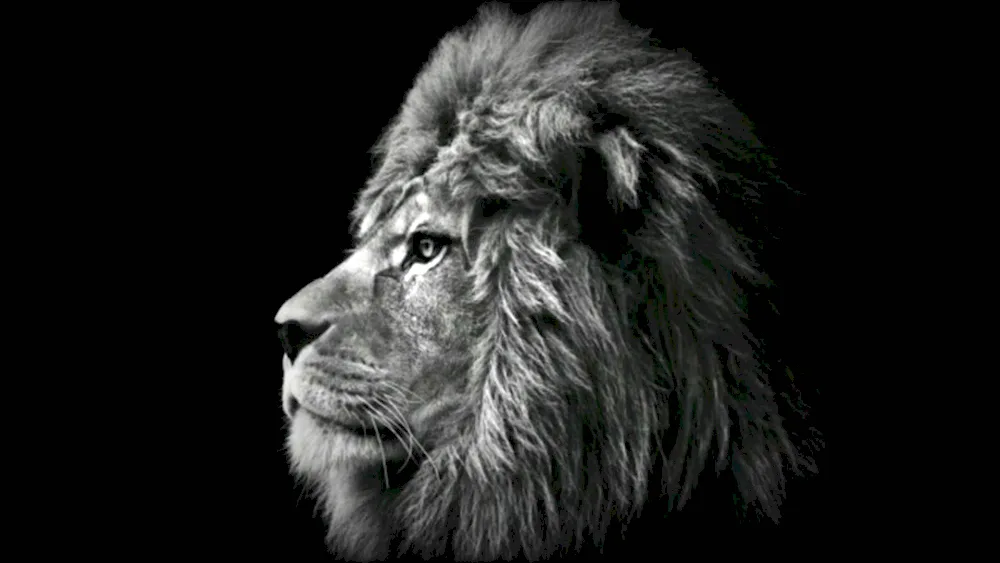 Lion Black