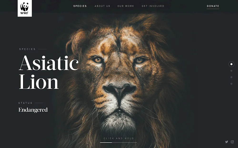Beauty. Lion