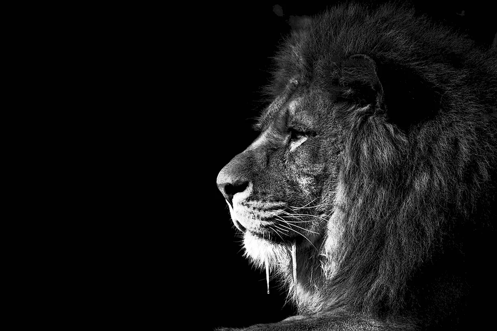 Lion Black Lion