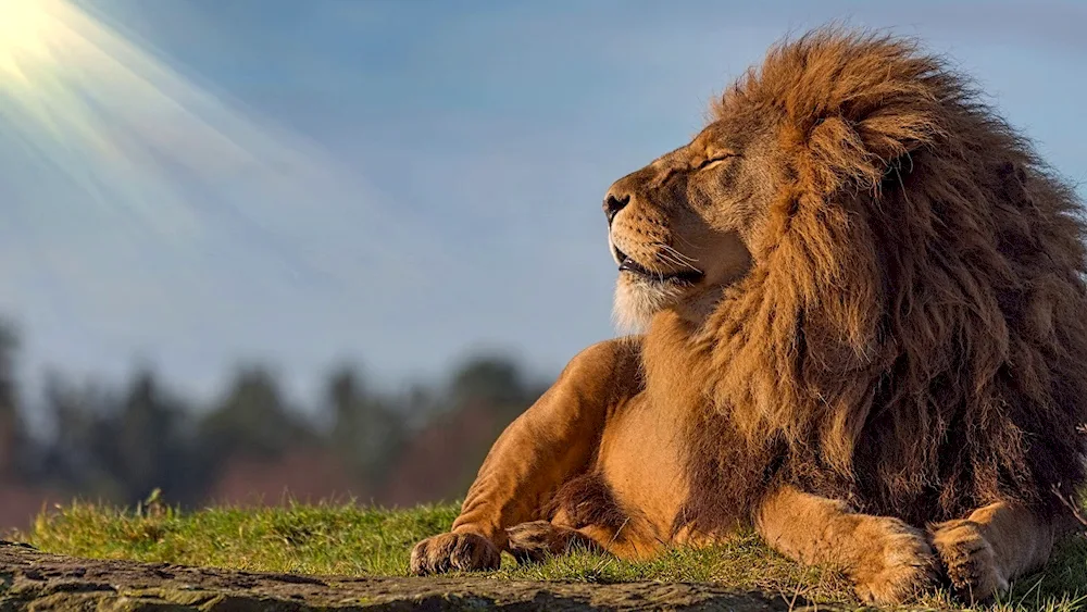 Lion with a crown