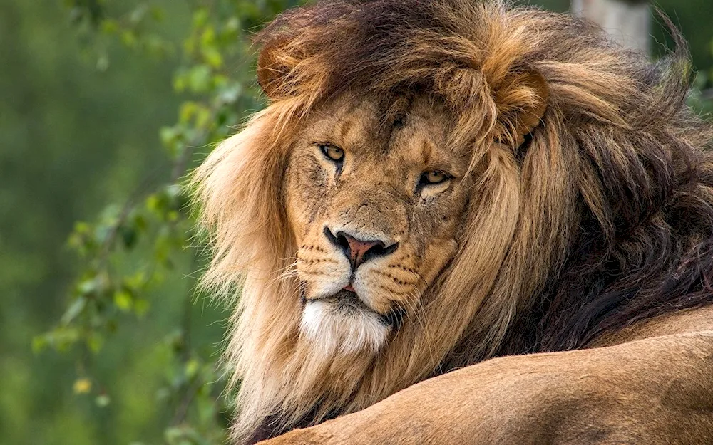 Congolese Lion