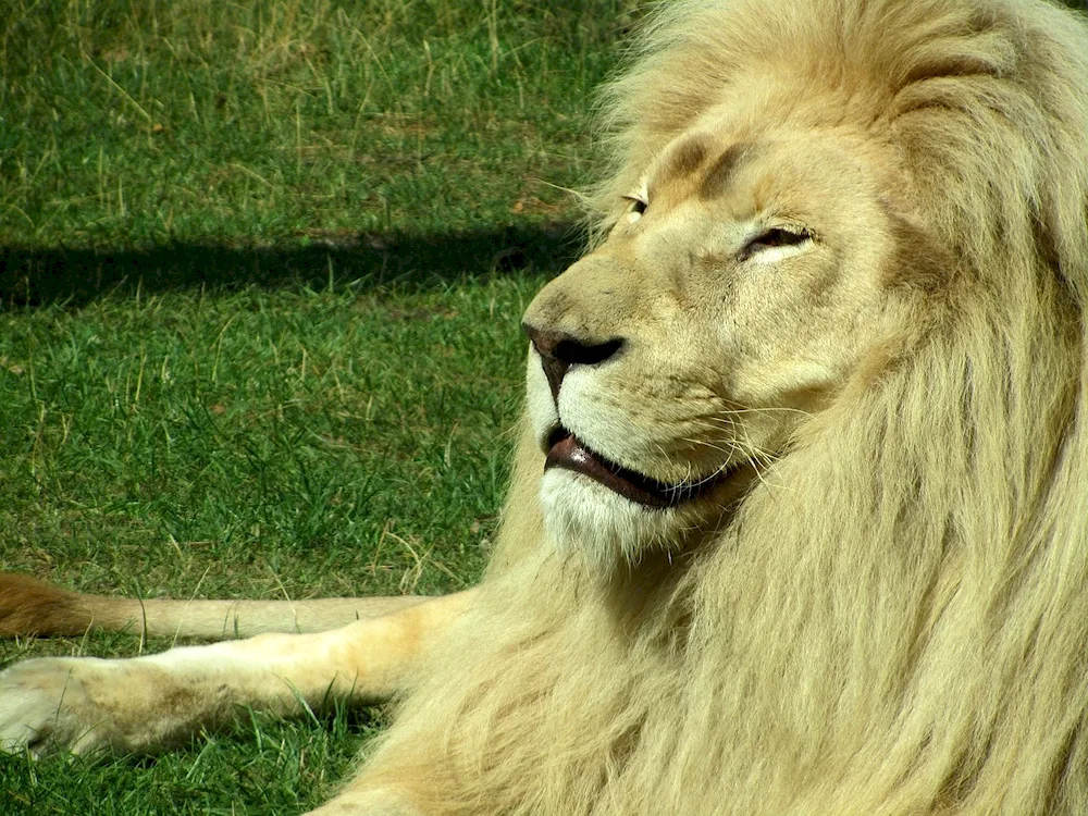 Animal hair