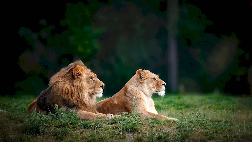 Lion and lioness