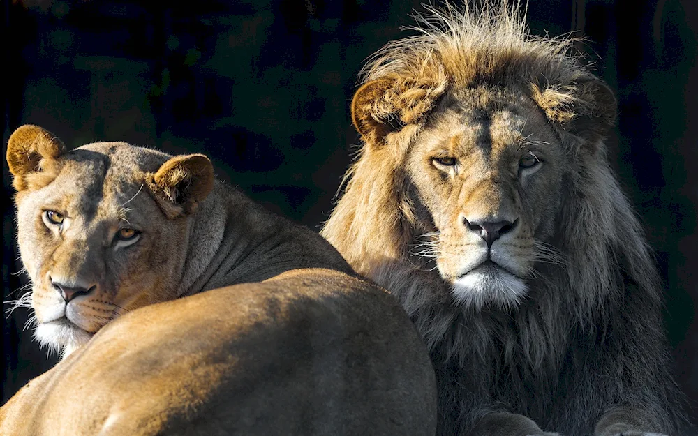 Lion and lioness. lioness and lioness