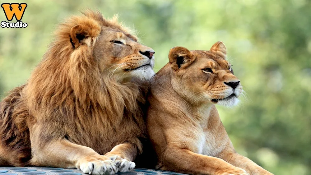 Lion and lioness