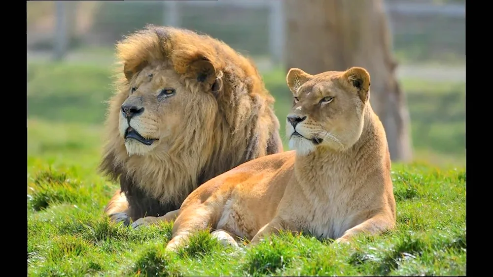 Lion and lioness