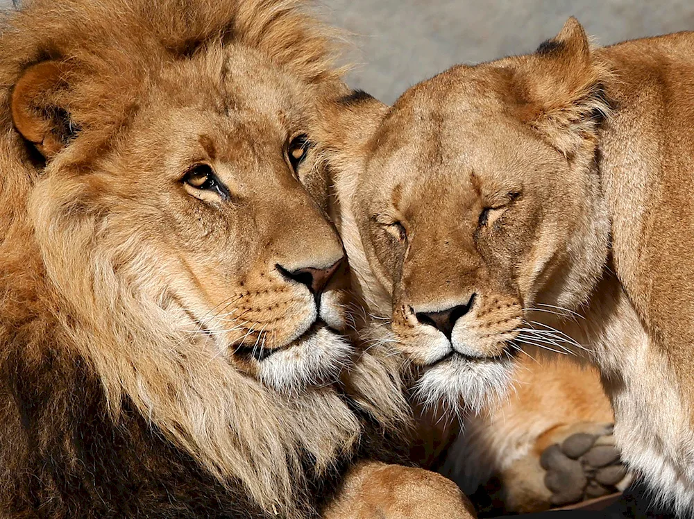 Lion and lioness. lioness