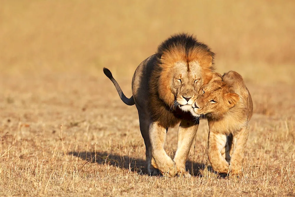 Lion and lioness