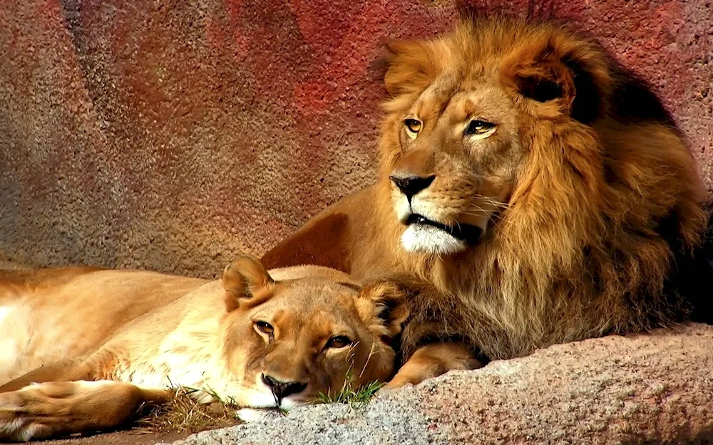 Lion and lioness