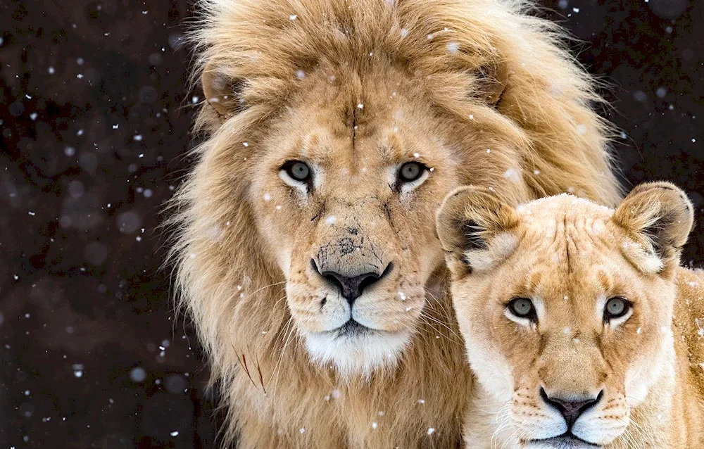 Lion and lioness