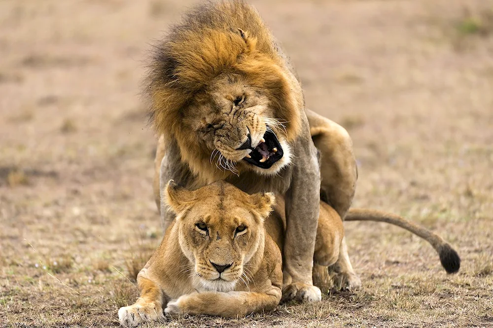 Lion and lioness