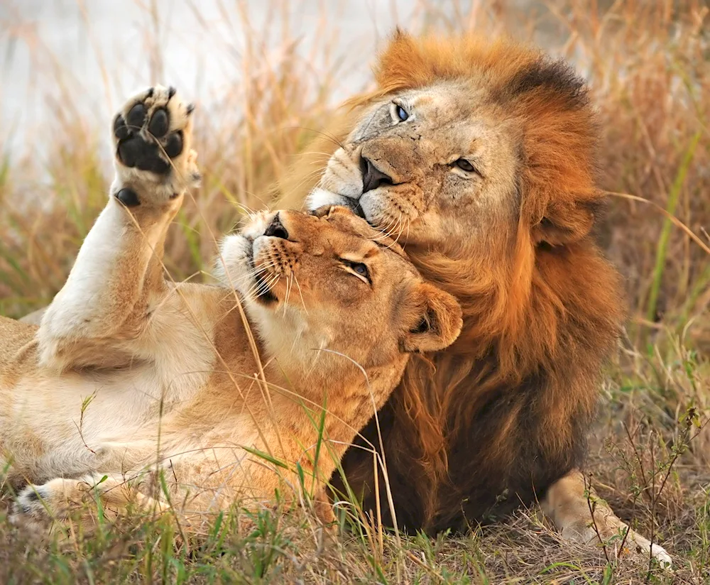 Lion and lioness