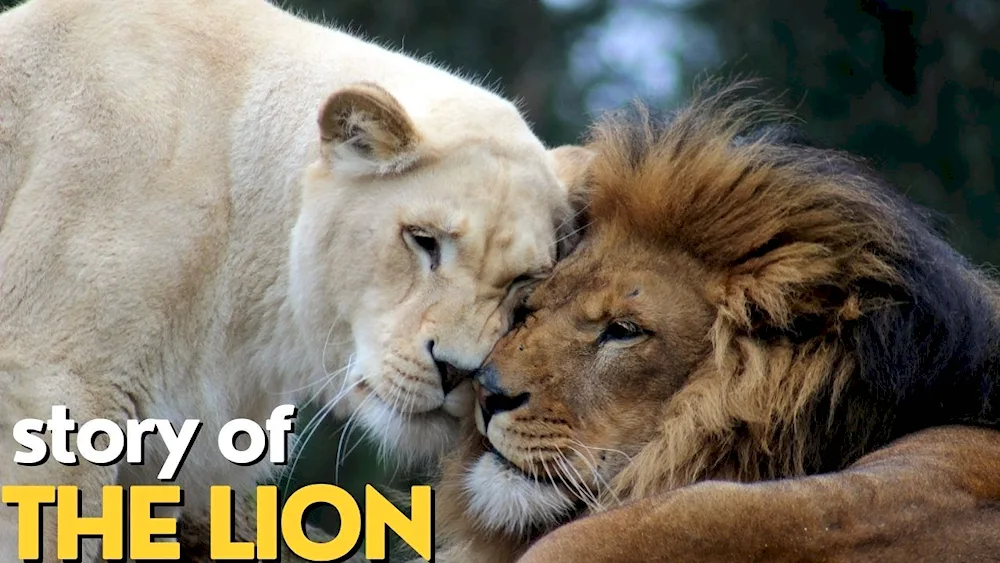 Lion and the lioness