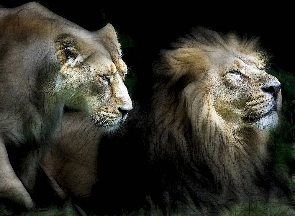 Lion and the lioness