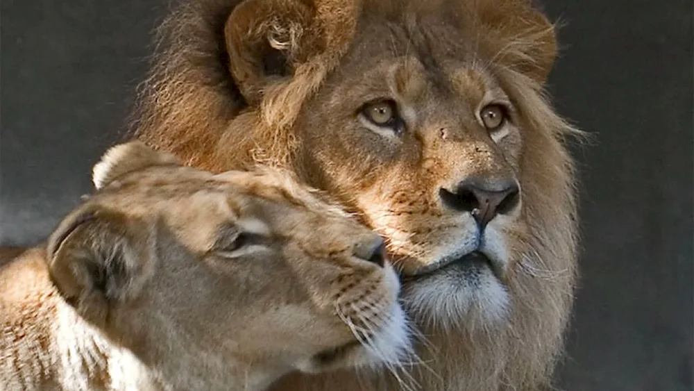 Lion and the lioness