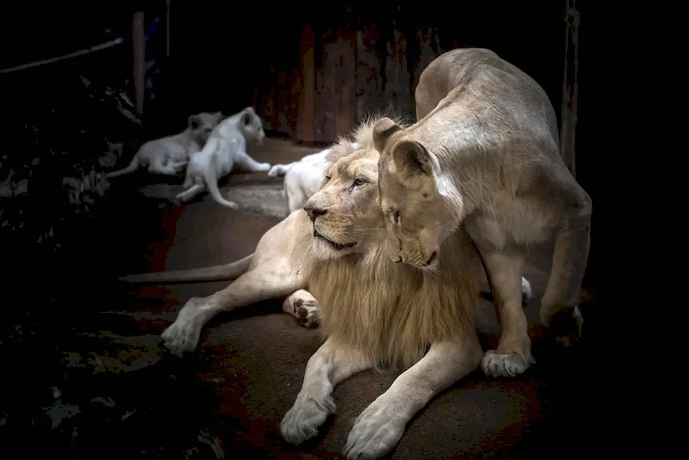 Lion cub and lioness