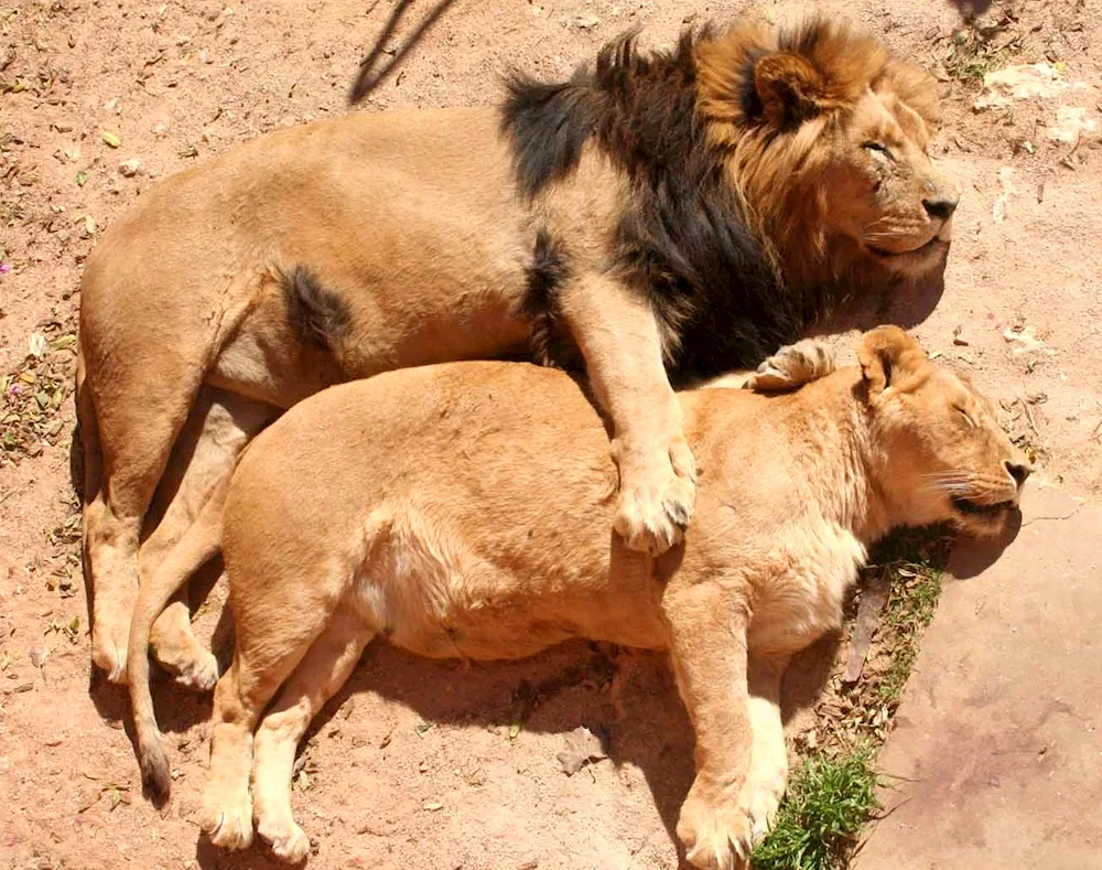 Lion and lioness