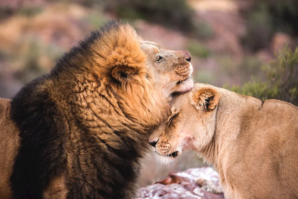 Lion and lioness