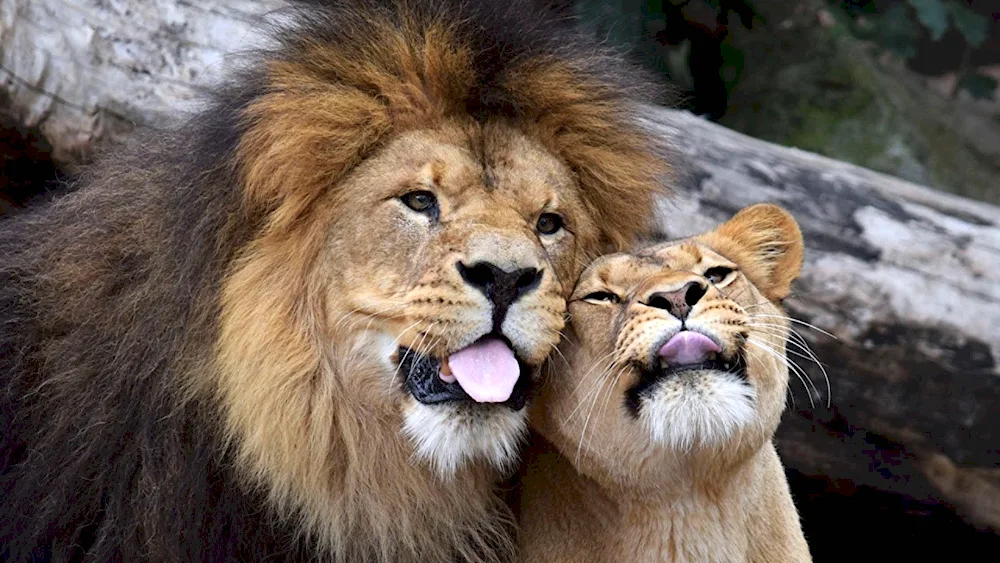 Lion and lioness