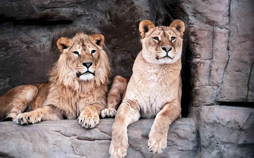 Lion and lioness