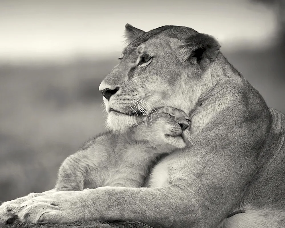 Lion lioness and lion cub