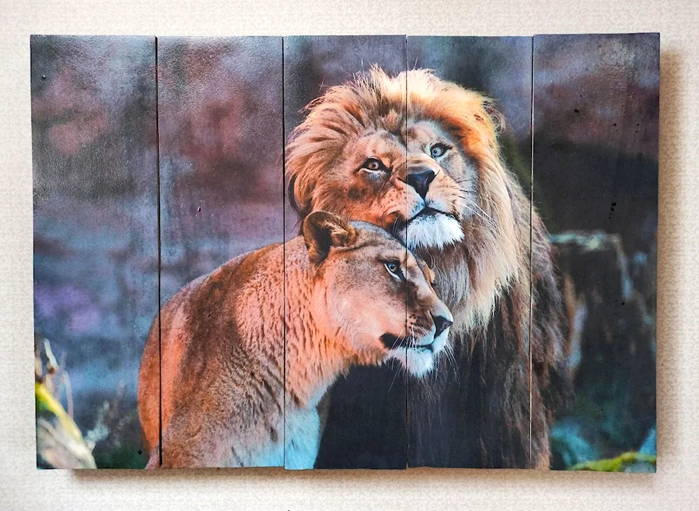 Lion and lioness black and white