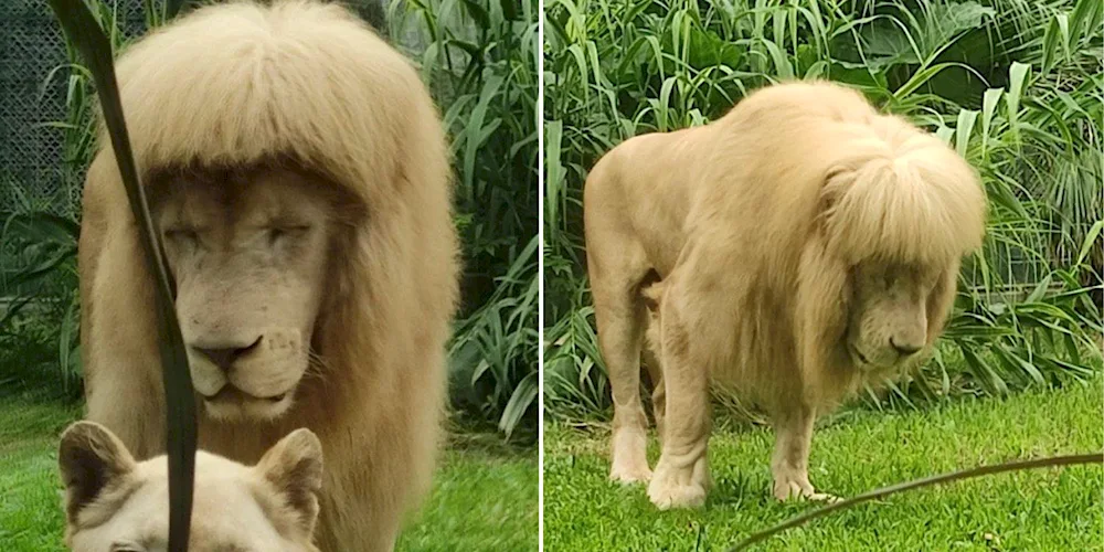 Loch haircut Lion