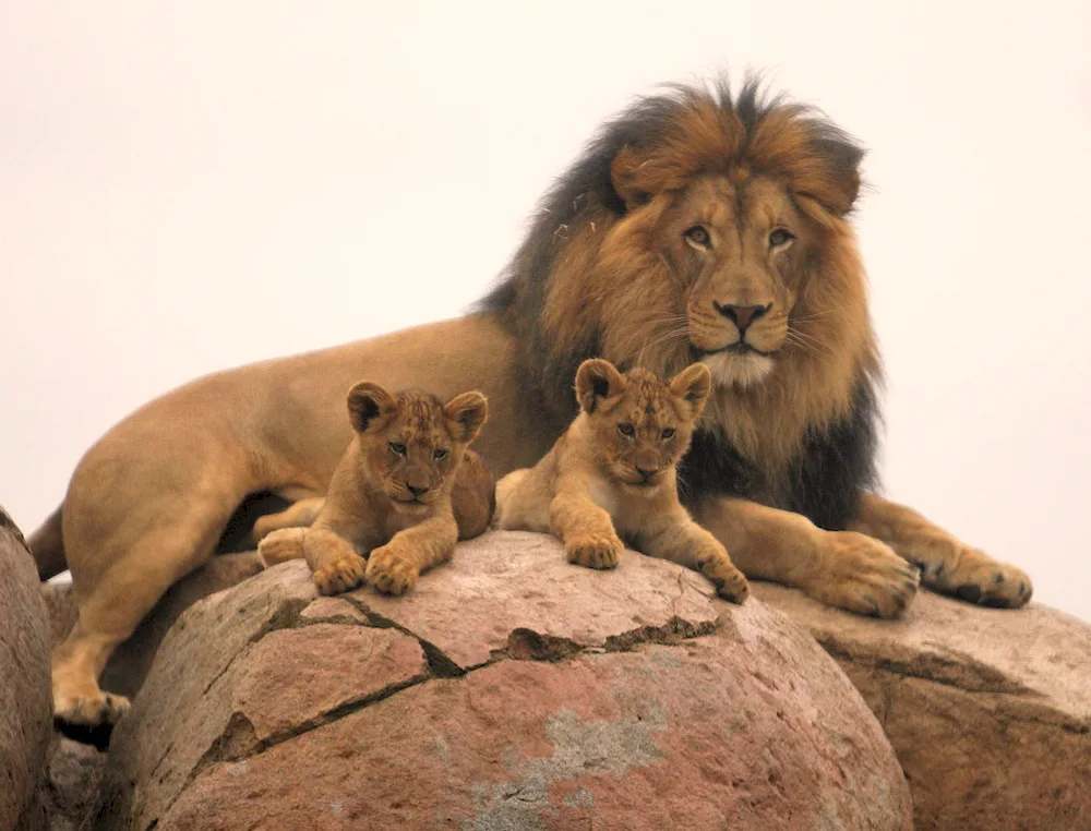 Lion lioness and 2 lion cubs