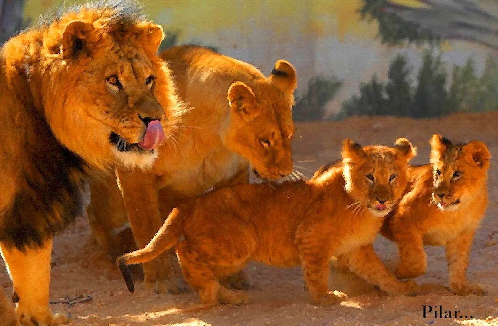 Lion cub and 2 lion cubs