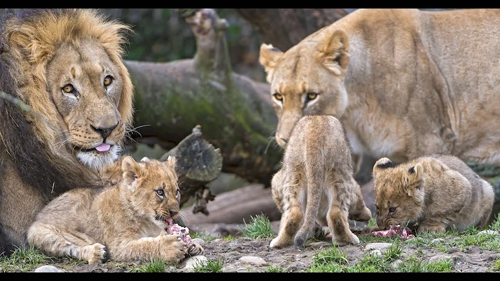 Lion lion lioness and 3 lion cubs