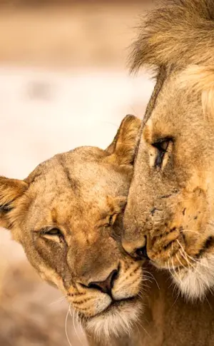 lion lioness and lion cub