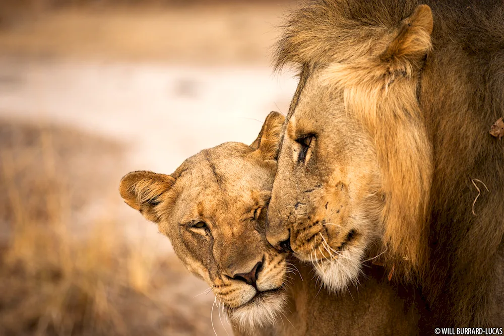 lion lioness and lion cub